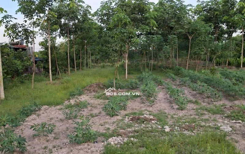 Sang nhượng đất mặt tiền Phạm Thị Quới, Xã Phú Mỹ Hưng, Huyện Củ Chi, TP.HCM