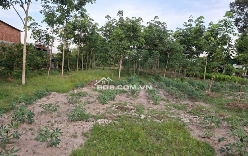 Sang nhượng đất mặt tiền Phạm Thị Quới, Xã Phú Mỹ Hưng, Huyện Củ Chi, TP.HCM
