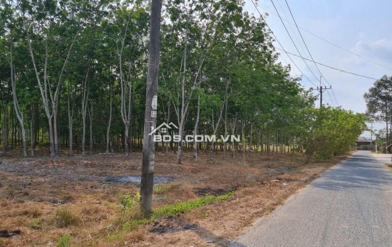 Cần thanh lý trong tháng lô đất HXH đường Phú Thuận, Xã Phú Mỹ Hưng ( nay là xã An Nhơn Tây), Huyện Củ Chi, TP.HCM
