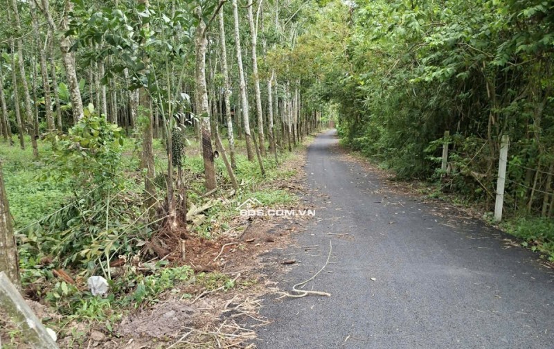 Cần thanh lý trong tháng lô đất HXH đường Phú Thuận, Xã Phú Mỹ Hưng ( nay là xã An Nhơn Tây), Huyện Củ Chi, TP.HCM