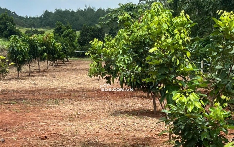 Siêu phẩm đất vườn giá rẻ tại Đồng Tâm – Đồng Nai