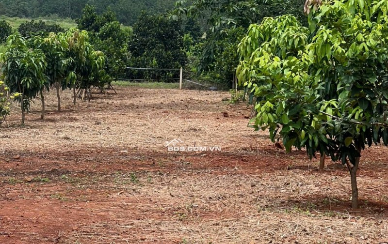 Siêu phẩm đất vườn giá rẻ tại Đồng Tâm – Đồng Nai