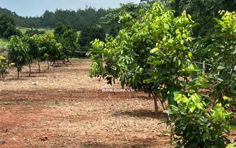 KẸT TIỀN BÁN GẤP VƯỜN TRÁI CÂY GIÁ 400TR TÂN HƯNG ĐỒNG NAI