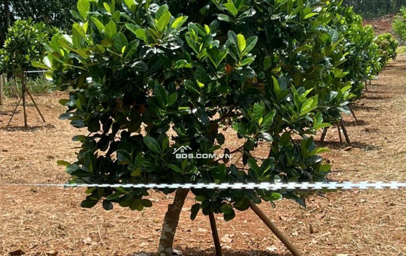 KẸT TIỀN BÁN GẤP VƯỜN TRÁI CÂY GIÁ 400TR TÂN HƯNG ĐỒNG NAI