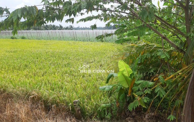 BÁN ĐẤT TẠI HUYỆN CHÂU THÀNH, TIỀN GIANG, 936,1 M2 SẴN SHR CHỈ 800 TRIỆU LH:0367463513.
