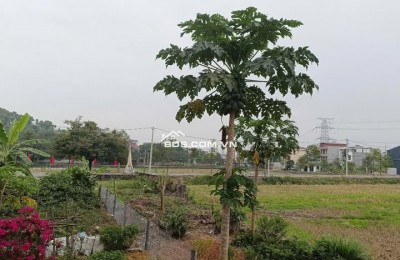 Bán gấp lô đất S = 74m2 tại thôn Vĩnh Phú, xã Phật Tích, Bắc Ninh