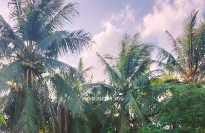 10 công giá 135 triệu 1 công có 2 công nền trồng dừa còn lại lúa. ấp bến chùa,Xã Phước Hưng Trà cú Trà Vinh (cũ)