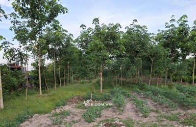Sang nhượng đất mặt tiền Phạm Thị Quới, Xã Phú Mỹ Hưng, Huyện Củ Chi, TP.HCM