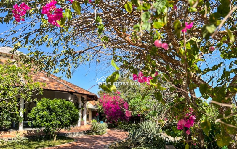 SIÊU HOT – BÁN HOMESTAY ĐỒI CAO VIEW BIỂN, ĐANG KINH DOANH HIỆU QUẢ – DÒNG TIỀN 80-120 TRIỆU/THÁNG
