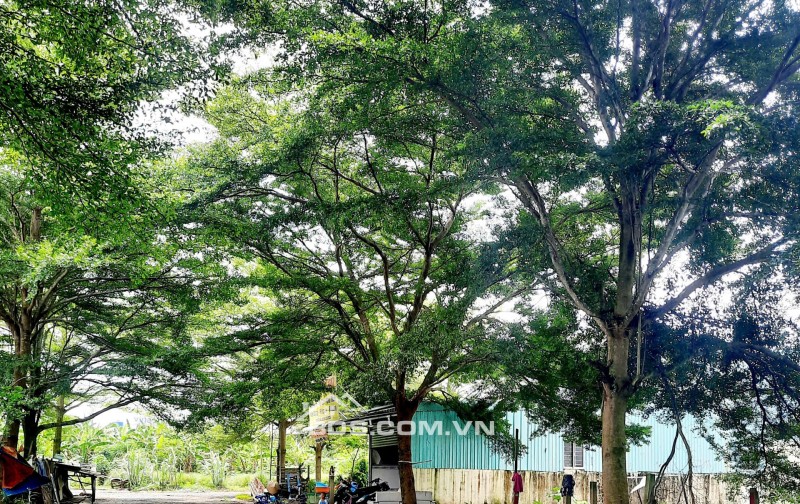  BÁN ĐẤT THỔ CƯ LONG AN – 73m², SỔ HỒNG RIÊNG- GIÁ 1TỶ5 