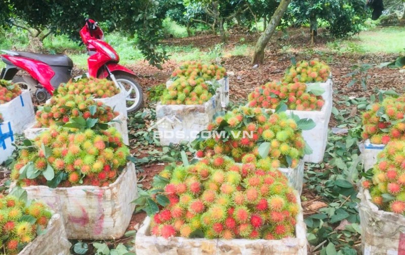 Đất Mặt Tiền Quốc Lộ 20 Đường Đi Đà Lạt- 115 m Mặt Đường- 190tr met