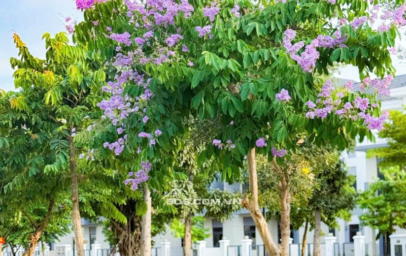 SIÊU HOT  BIỆT THỰ ĐƠN LẬP SÔNG Aqua City 