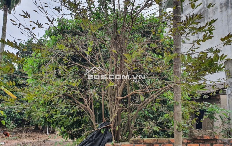 Chính chủ bán gấp 229.5m2 tại Xuân Đồng, Tân Minh, Sóc Sơn, Hà Nội