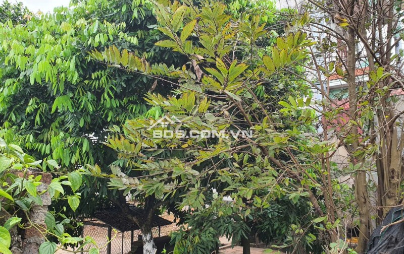 Chính chủ bán gấp 229.5m2 tại Xuân Đồng, Tân Minh, Sóc Sơn, Hà Nội