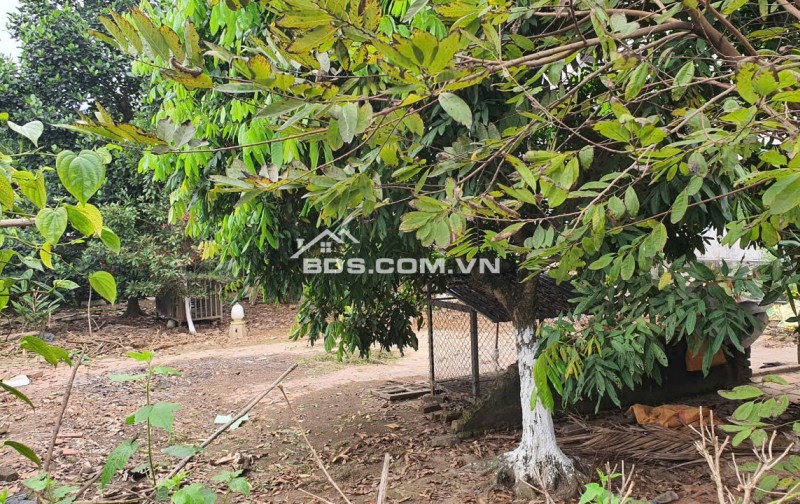 Chính chủ bán gấp 229.5m2 tại Xuân Đồng, Tân Minh, Sóc Sơn, Hà Nội