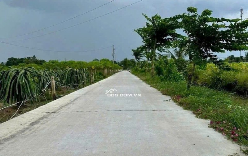 Chính chủ cần bán gấp đất lúa xã An Lục Long huyện Châu Thành Long An