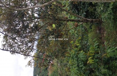 bán 2 lô đất vườn 7.4 sào