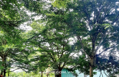  BÁN LÔ ĐẤT THỔ CƯ QL50 CẦN ĐƯỚC- LONG AN GIÁ 980TRIỆU- 80M2