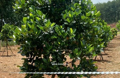 Đất rộng giá mềm – 1.211m² tại Tân Hưng, Đồng Phú chỉ 4xx triệu