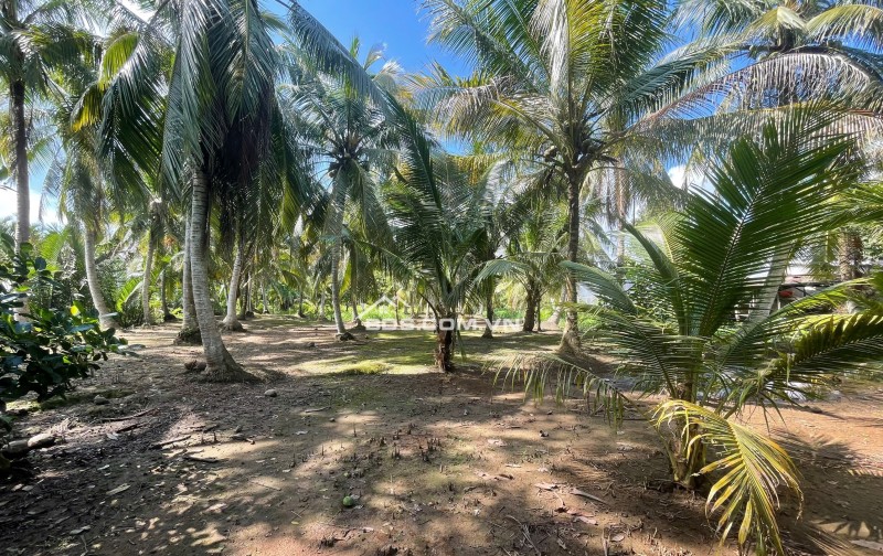 ĐẤT VƯỜN DỪA 1500 M2 ĐANG THU HOẠCH (CÓ 200 M2 THỎ CƯ), LỘ  NHỰA 5 TẤN