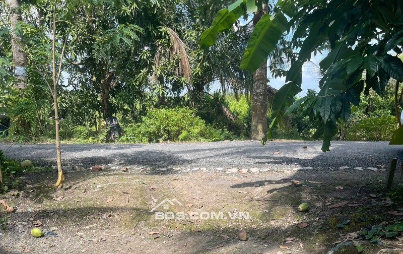 ĐẤT VƯỜN DỪA 1500 M2 ĐANG THU HOẠCH (CÓ 200 M2 THỎ CƯ), LỘ  NHỰA 5 TẤN