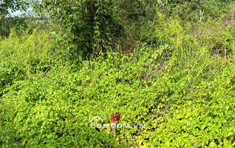 Chính Chủ 179m2 Đất Tại Ấp 2, Xã Hữu Thạnh, Huyện Đức Hoà, Long An. Full Thổ Cư.