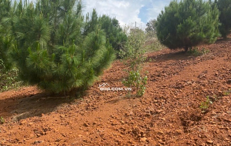 Chính Chủ Bán 500m2 Đất Tại Lý Thường Kiệt, Phường Lộc Phát, TP. Bảo Lộc, Tỉnh Lâm Đồng (nay thuộc P1)