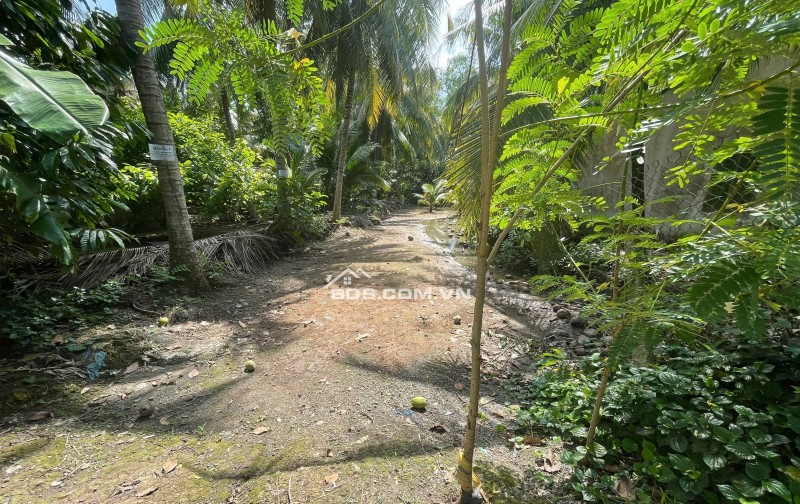 ĐẤT VƯỜN DỪA 1500 M2 ĐANG THU HOẠCH (CÓ 200 M2 THỎ CƯ), LỘ  NHỰA 5 TẤN