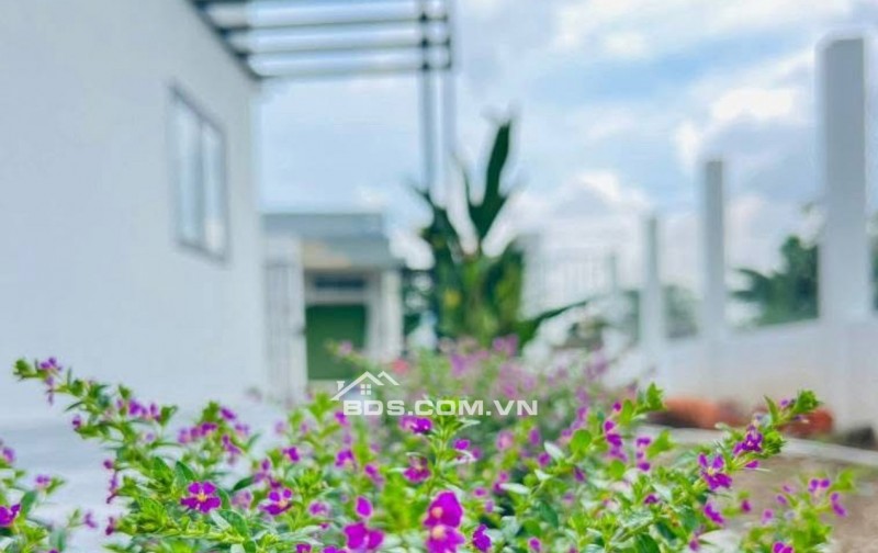 Bán nhà cấp 4 ở Bàu Bàng - Bình Dương ( nay là TPHCM )