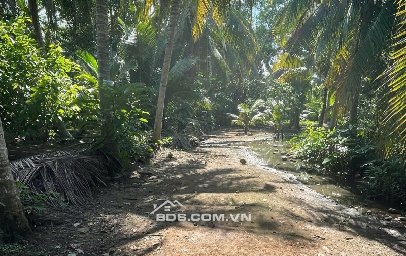 ĐẤT VƯỜN DỪA 1500 M2 ĐANG THU HOẠCH (CÓ 200 M2 THỎ CƯ), LỘ  NHỰA 5 TẤN