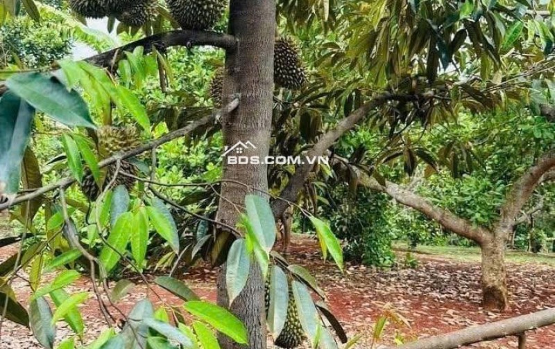 Bán nhà vườn ở thị xã Chơn Thành - Đồng Nai