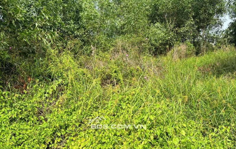 Chính Chủ 179m2 Đất Tại Ấp 2, Xã Hữu Thạnh, Huyện Đức Hoà, Long An. Full Thổ Cư.