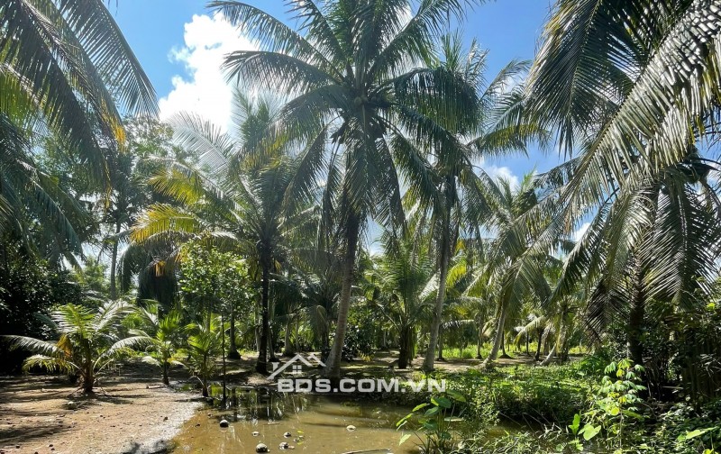 ĐẤT VƯỜN DỪA 1500 M2 ĐANG THU HOẠCH (CÓ 200 M2 THỎ CƯ), LỘ  NHỰA 5 TẤN