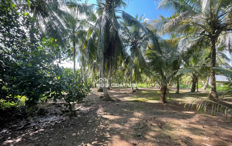 ĐẤT VƯỜN DỪA 1500 M2 ĐANG THU HOẠCH (CÓ 200 M2 THỎ CƯ), LỘ  NHỰA 5 TẤN