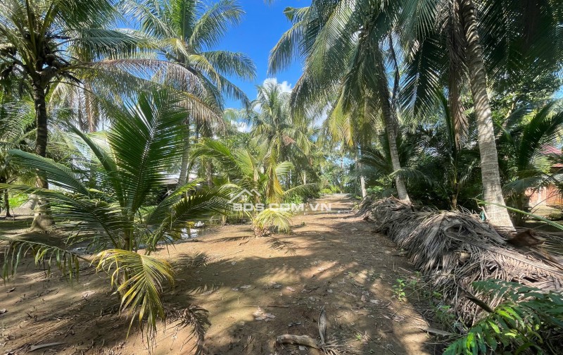 ĐẤT VƯỜN DỪA 1500 M2 ĐANG THU HOẠCH (CÓ 200 M2 THỎ CƯ), LỘ  NHỰA 5 TẤN