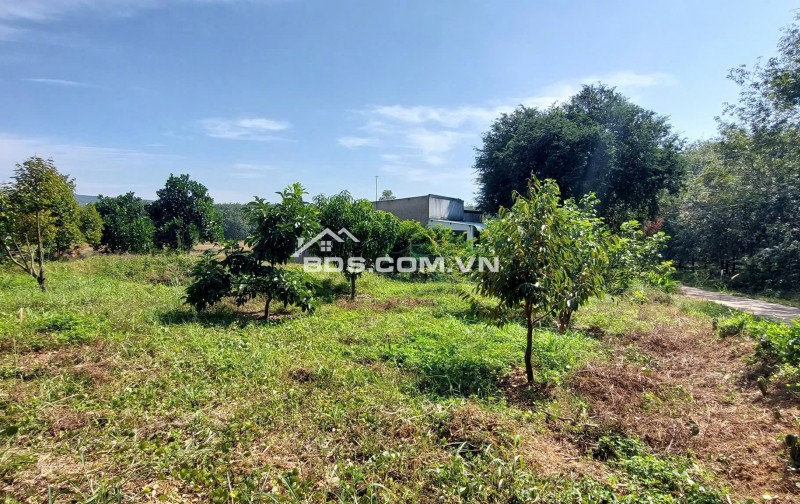 Chủ kẹt tiền cần bán gấp vườn sầu riêng 5800m2