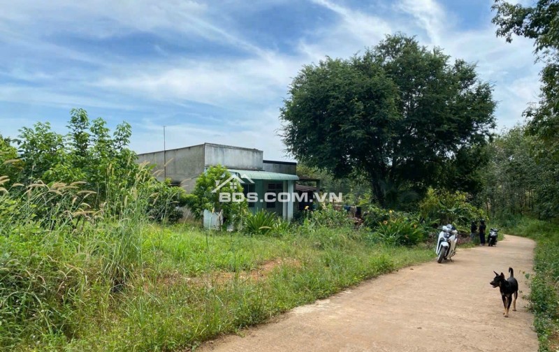 Chủ kẹt tiền cần bán gấp vườn sầu riêng 5800m2