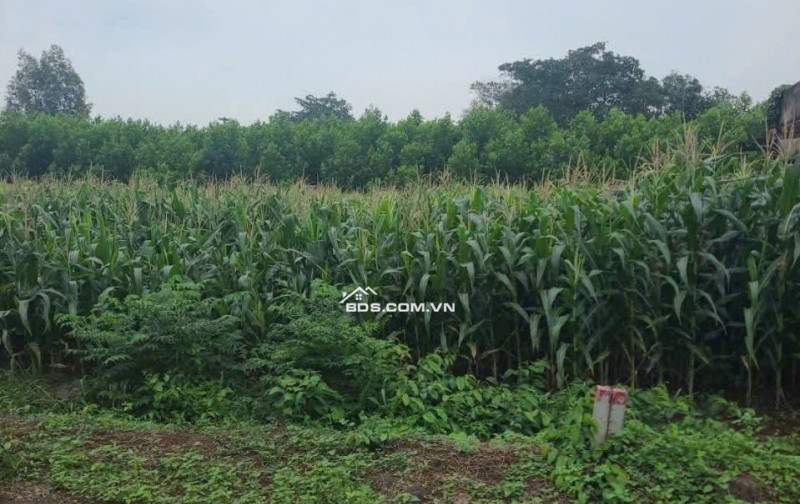 7,5x28 82m thổ cư, mặt tiền đường nhựa, đối diện cty Cao Phát, thích hợp đầu tư, giá 1tỷ