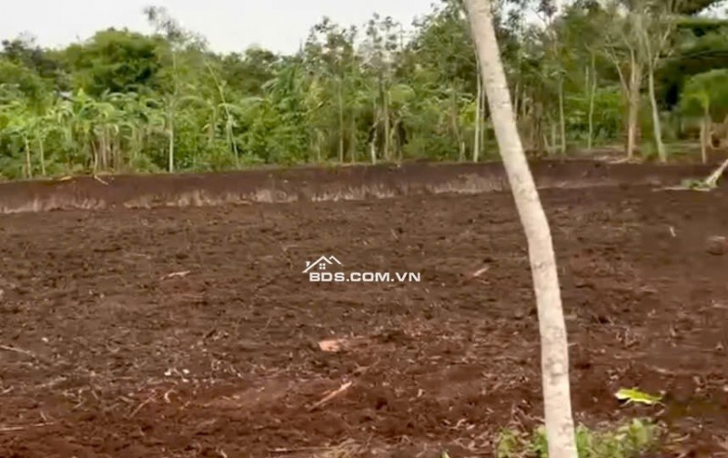 2sao8 đường nhựa,thích hợp đầu tư làm vườn, giá 680tr/sào