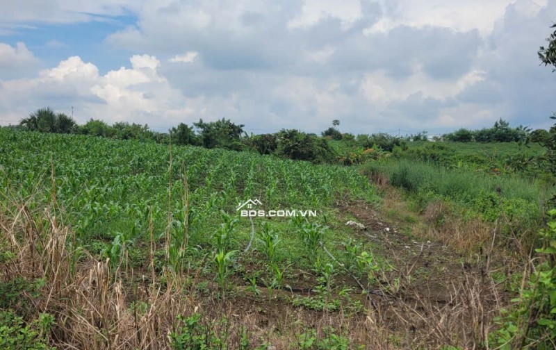 1 sào có 80m thổ cư, đường nhựa, vị trí thoáng mát, thích hợp đầu tư làm vườn