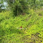 Chính Chủ 179m2 Đất Tại Ấp 2, Xã Hữu Thạnh, Huyện Đức Hoà, Long An. Full Thổ Cư.