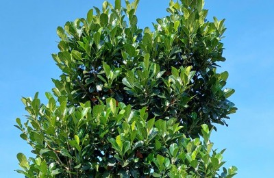 Chủ kẹt tiền cần bán gấp vườn sầu riêng 5800m2