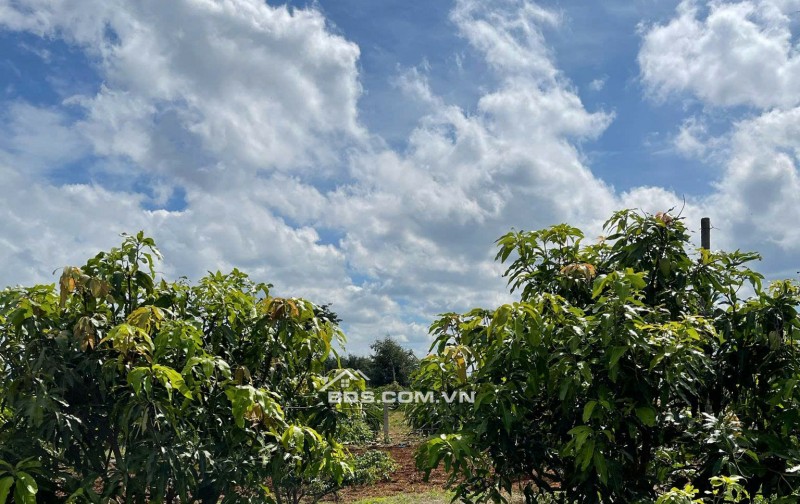 Chính Chủ Bán 4600m2, Đất Mặt Tiền Tại Thôn 6, Xã Ea Bar, Huyện Buôn Đôn, Tỉnh Đắk Lắk