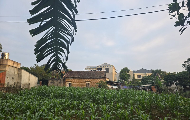 Cần bán 700m đất tại xã đoài phương đất vuông phù hợp phân lô