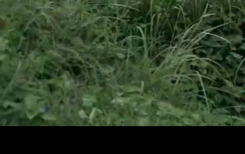 Bán lô đất trồng cây lâu năm (lên được thổ cư) Nhị Bình Hóc Môn