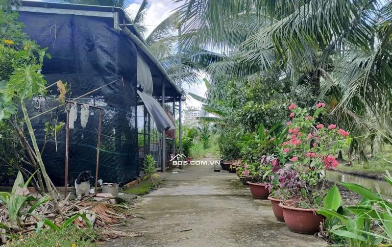 Cần bán gấp đất nền 285m2 Phú Tân, gần chợ Tú Điền – TP Bến Tre, giá cực rẻ