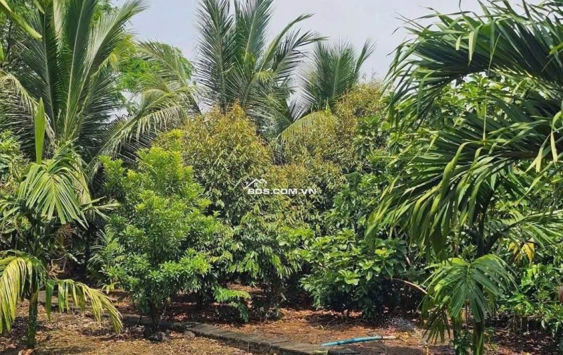 Chủ  cờ bạc cần bán nhanh căn nhà vườn sầu riêng giá 210tr