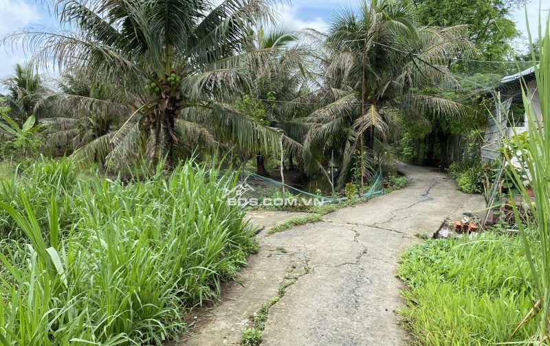 Cần bán gấp đất nền 285m2 Phú Tân, gần chợ Tú Điền – TP Bến Tre, giá cực rẻ