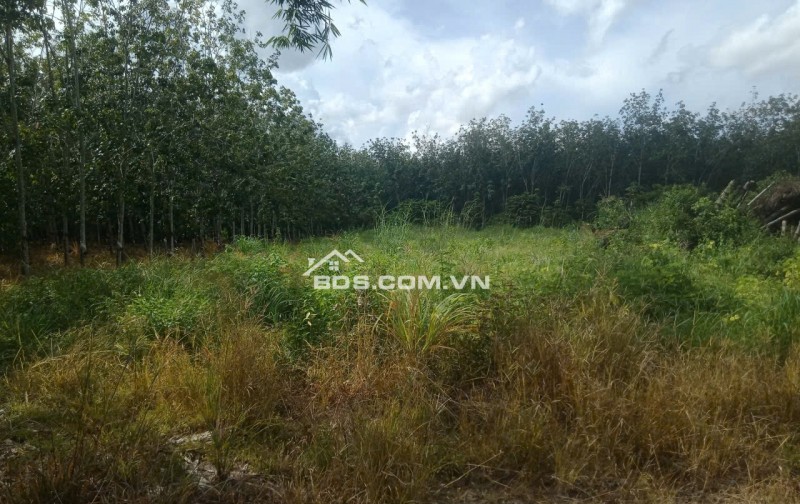 Cần Bán 2 Công Đất Chính Chủ Tại Trường Xuân, Xã Trường Hòa,  Hòa Thành, Tây Ninh