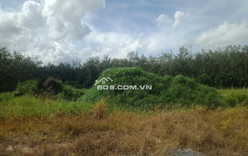 Cần Bán 2 Công Đất Chính Chủ Tại Trường Xuân, Xã Trường Hòa,  Hòa Thành, Tây Ninh